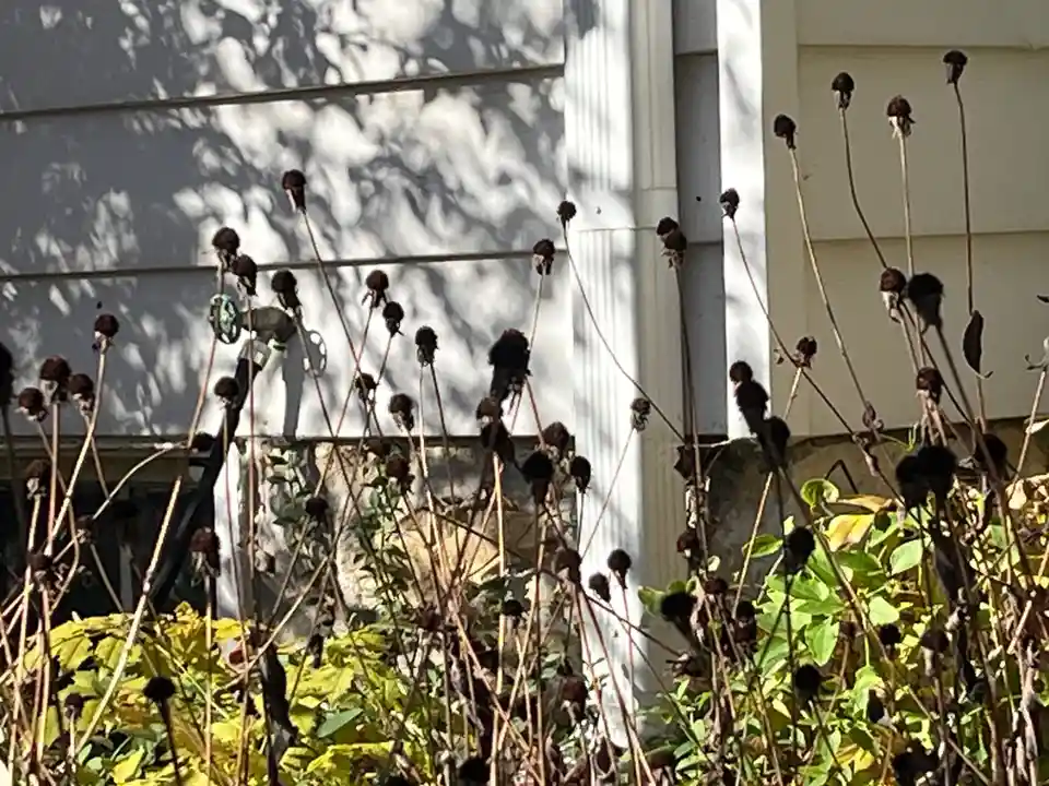 A photo of dried, brown sunflower heads on tall, thin stalks in a garden, with a white house wall and tree shadows in the…