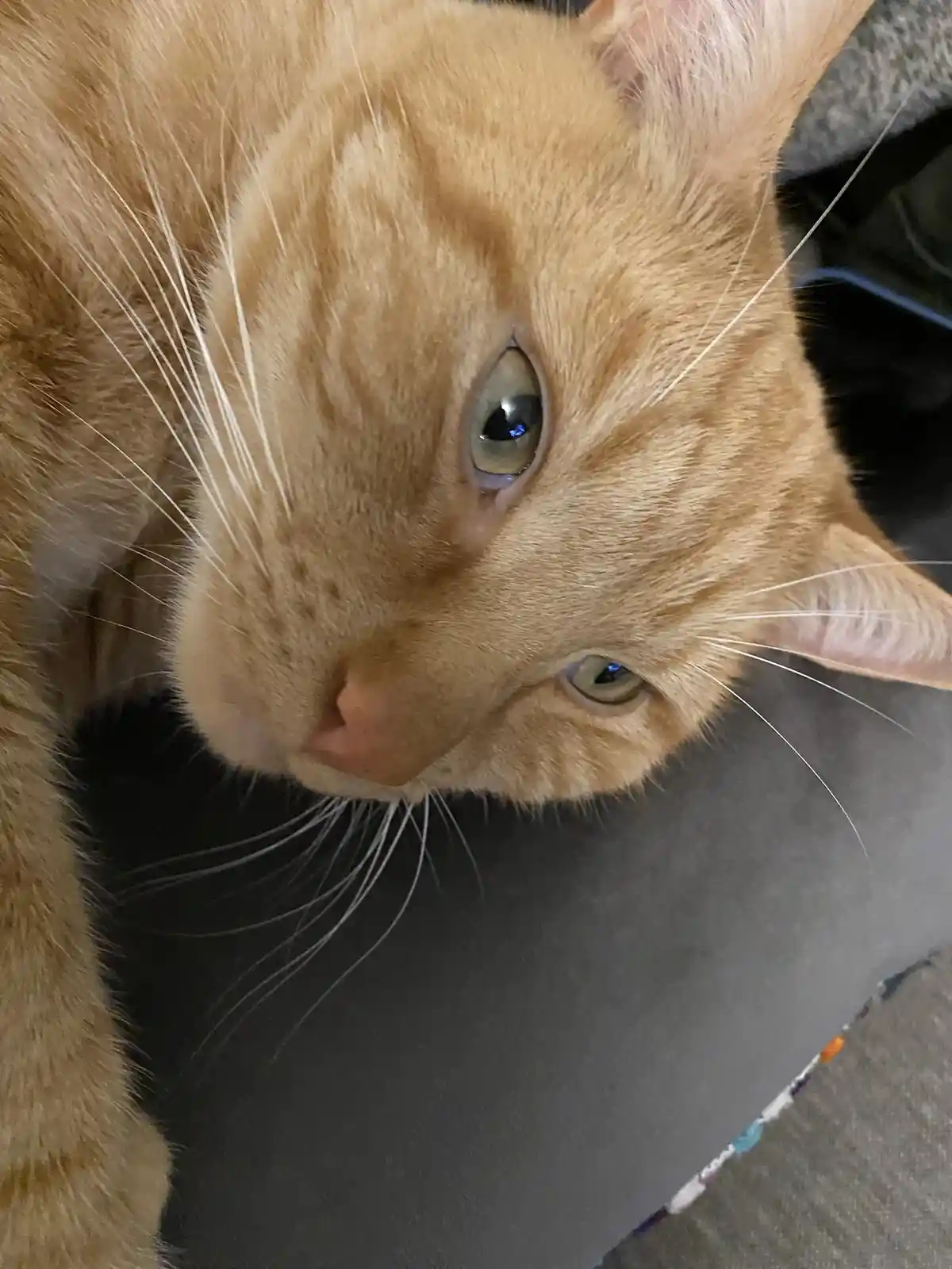 A close-up photo of an orange tabby cat looking down with a sleepy, unimpressed expression. The cat's eyes are half-lidded…