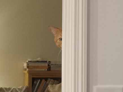 A ginger cat peeks cautiously from behind a white doorframe, its head and one ear visible as it looks toward the viewer…