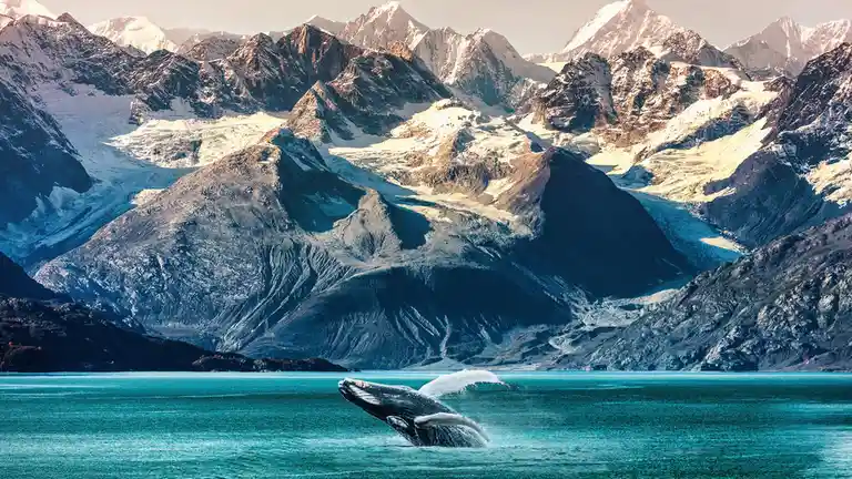In Alaska's Glacier Bay National Park, a majestic humpback whale attempts acrobatics in a summer feeding hotspot, drawing in…