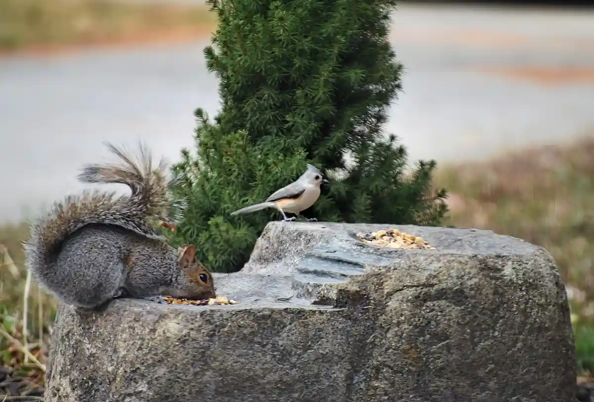 A gray squirrel with a bushy tail is eating birdseed from a stone bird feeder, while a small gray and white bird, likely a…
