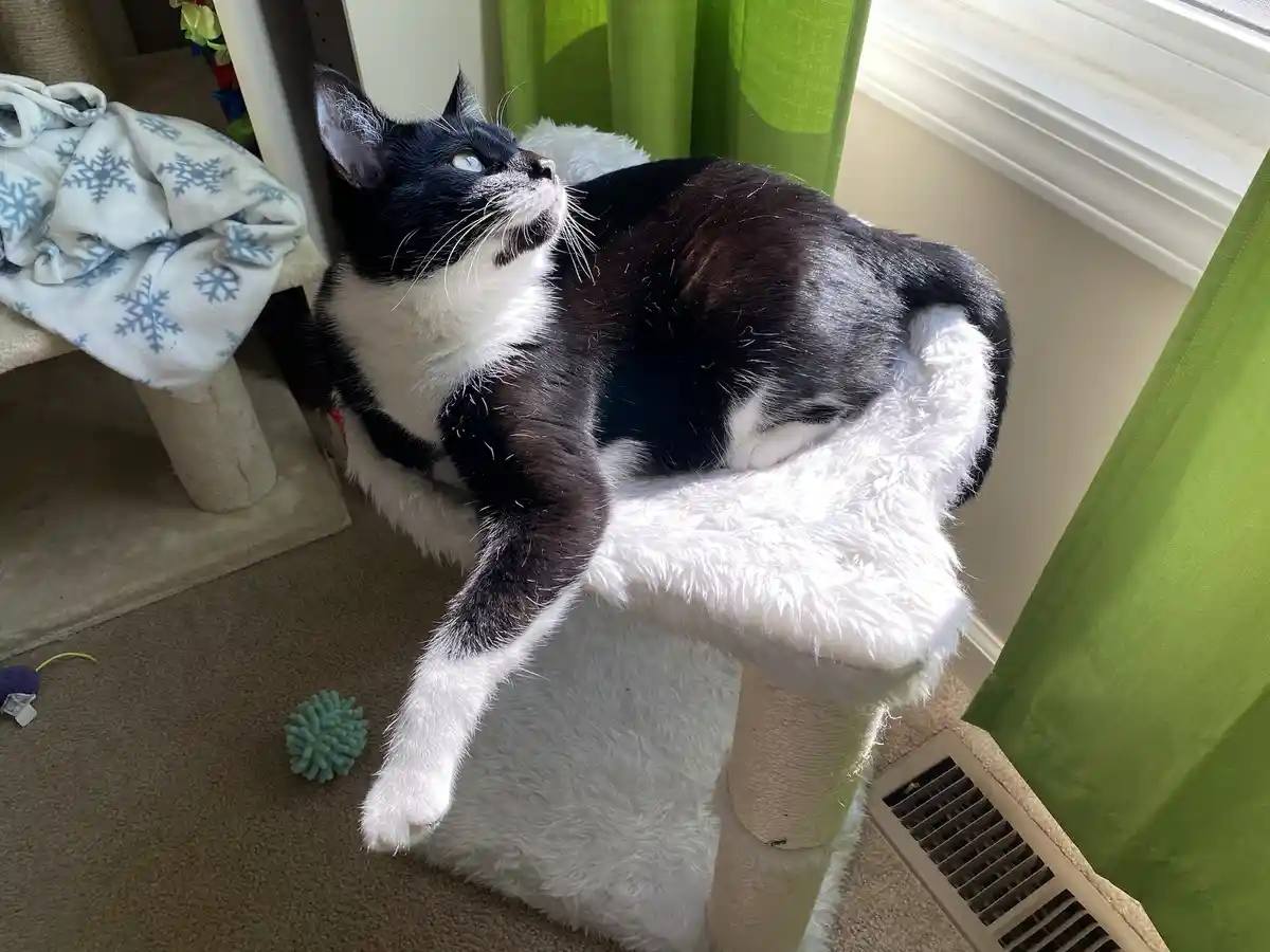 A black and white cat lounges on a white fuzzy cat tree perch, looking upward with a relaxed, slightly smug expression. The…