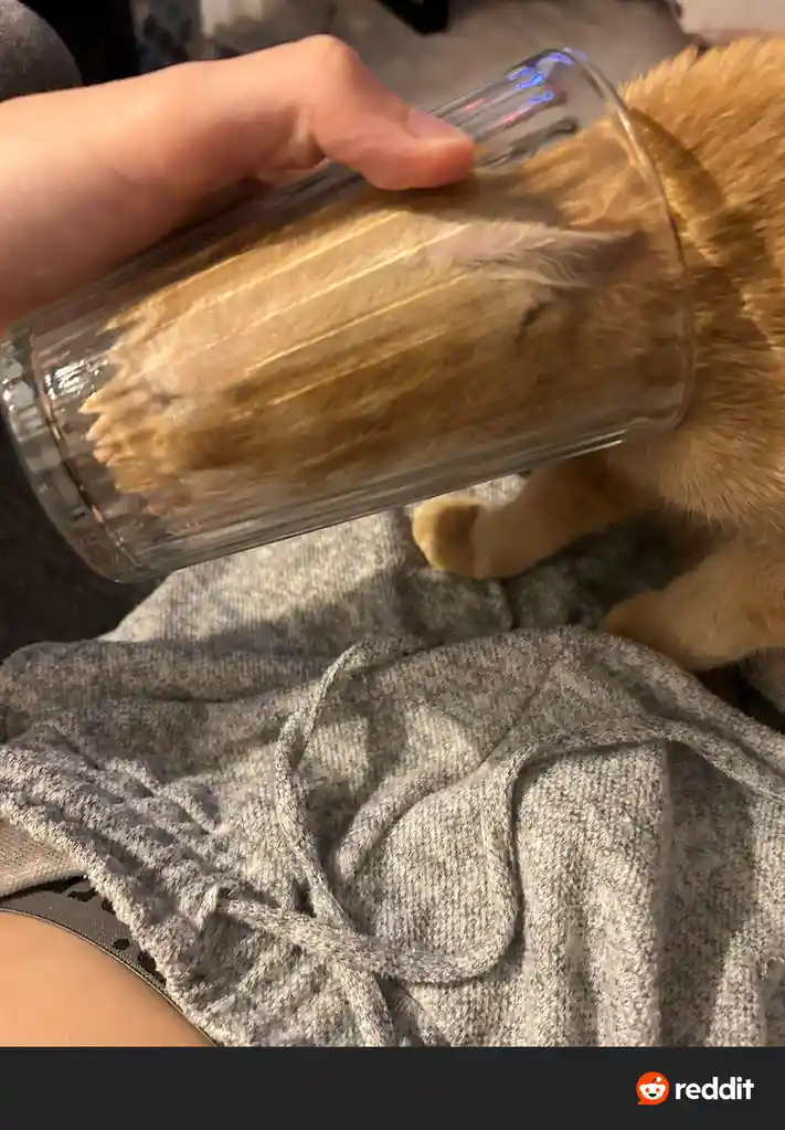 A person holds a clear glass mug upside down over the head of a sleeping orange tabby cat, which is resting on their lap…