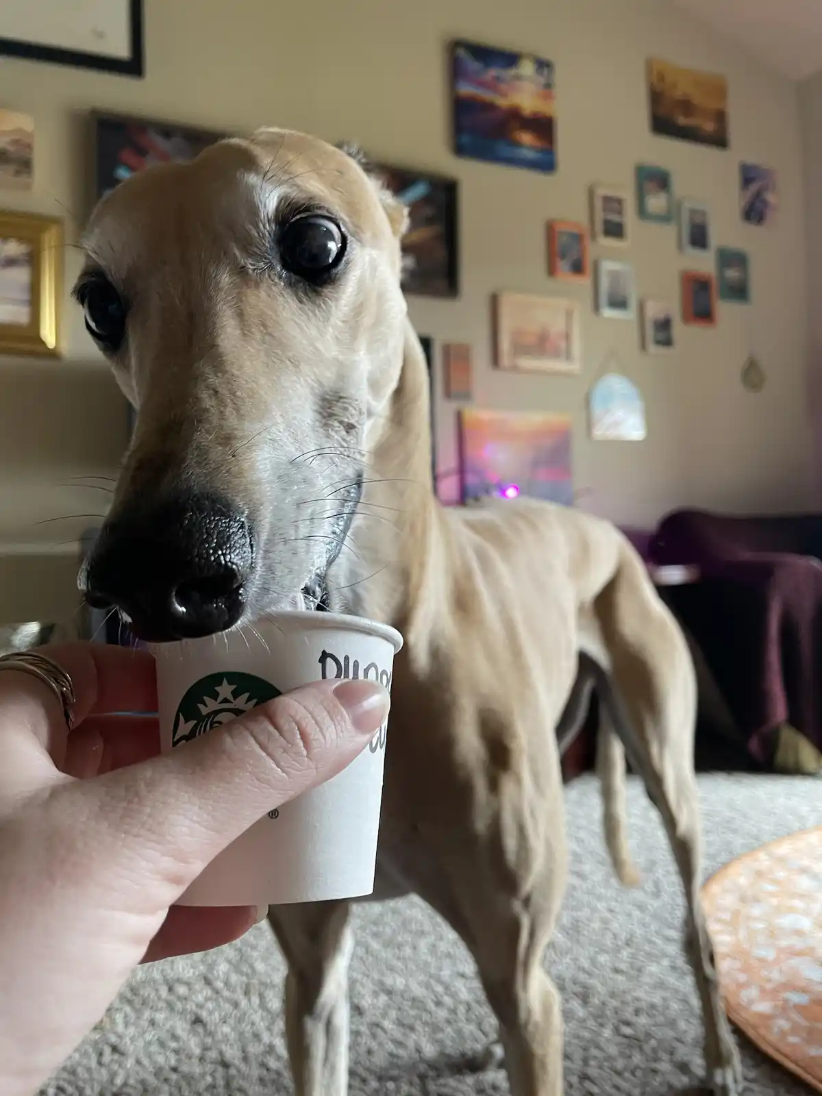 A close-up photo shows a light brown greyhound with large, expressive eyes looking intently at a white Starbucks coffee cup…