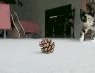 Here’s My Contribution to Team Pinecone!