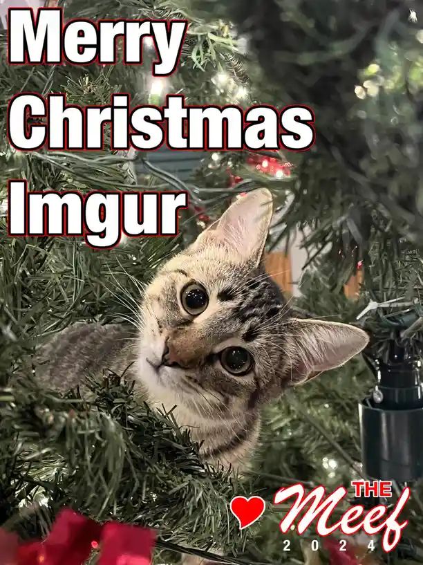 A tabby cat with wide, curious eyes peeks out from behind the branches of a decorated Christmas tree adorned with lights and…