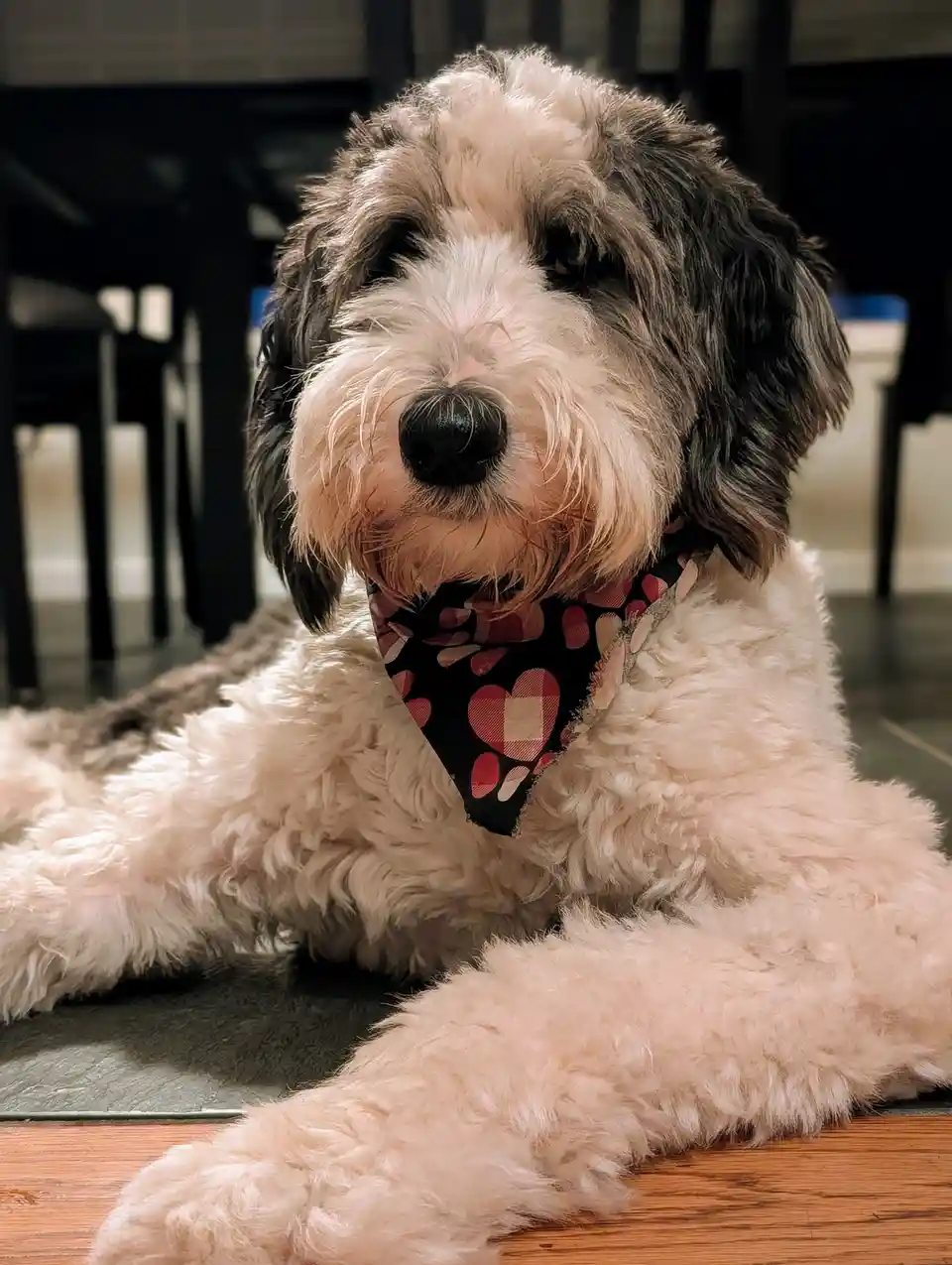 Introducing Piper!