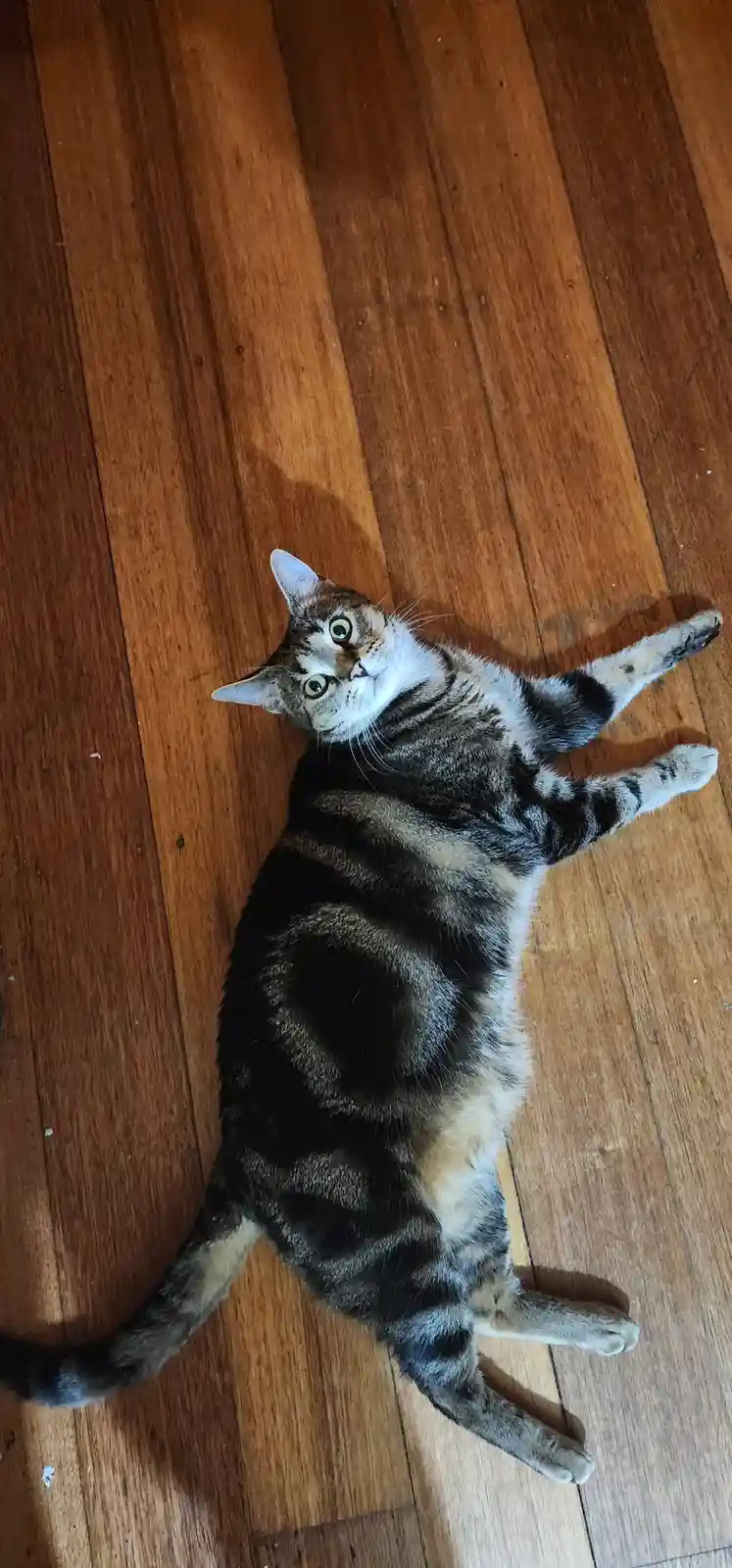A tabby cat with green eyes lies on its back on a wooden floor, legs splayed out, looking up at the camera with a relaxed…