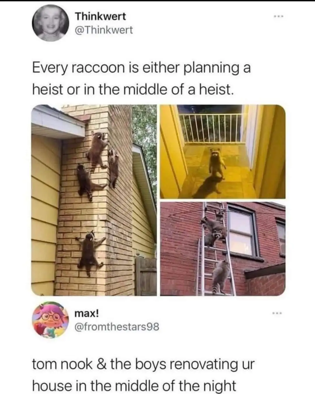 The image displays three photos of raccoons engaging in human-like activities: one group climbing a brick wall, another…