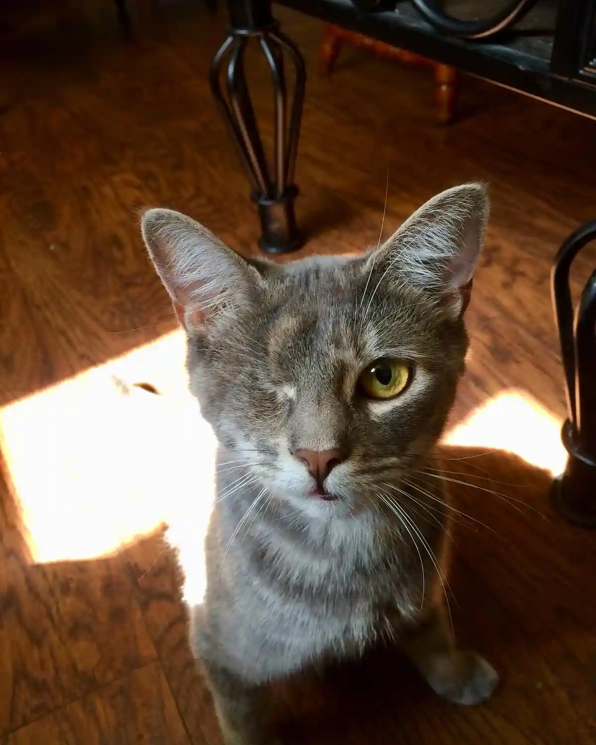 A gray tabby cat with one visible yellow eye and a closed left eye sits on a wooden floor, looking directly at the camera…