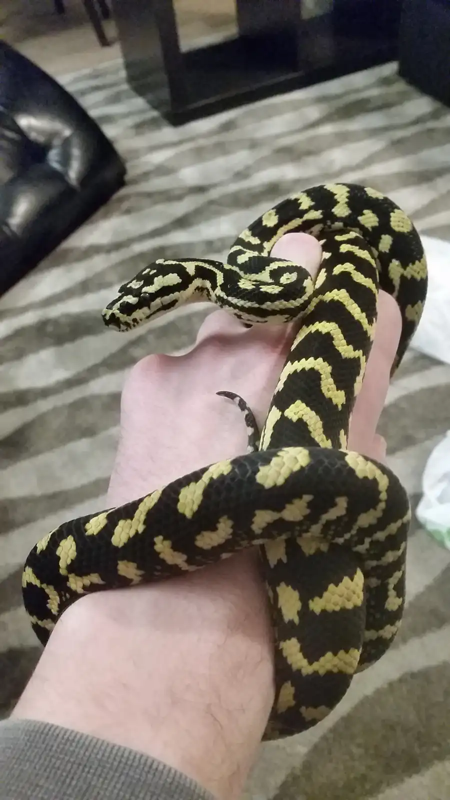 A person is holding a black and yellow patterned snake, likely a carpet python, coiled around their hand and wrist. The…
