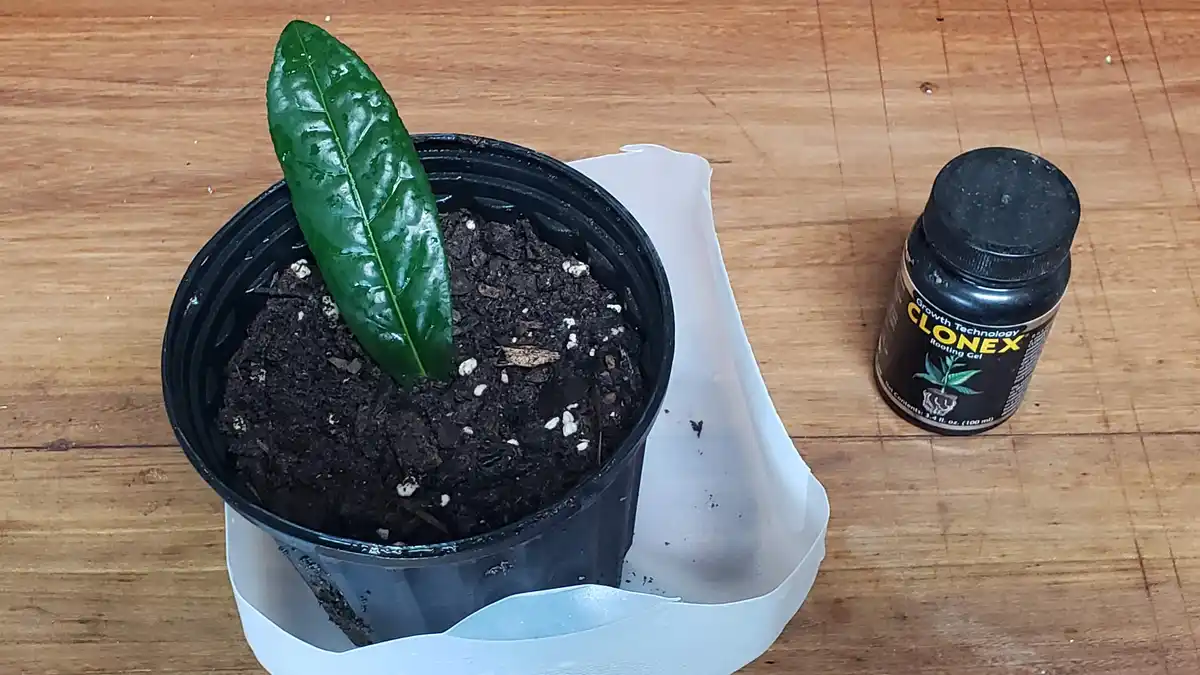 A single green leaf is planted in a black pot filled with soil, sitting on a white plastic tray on a wooden surface. Beside…
