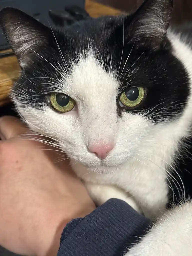 Every Day Feels Like Caturday!