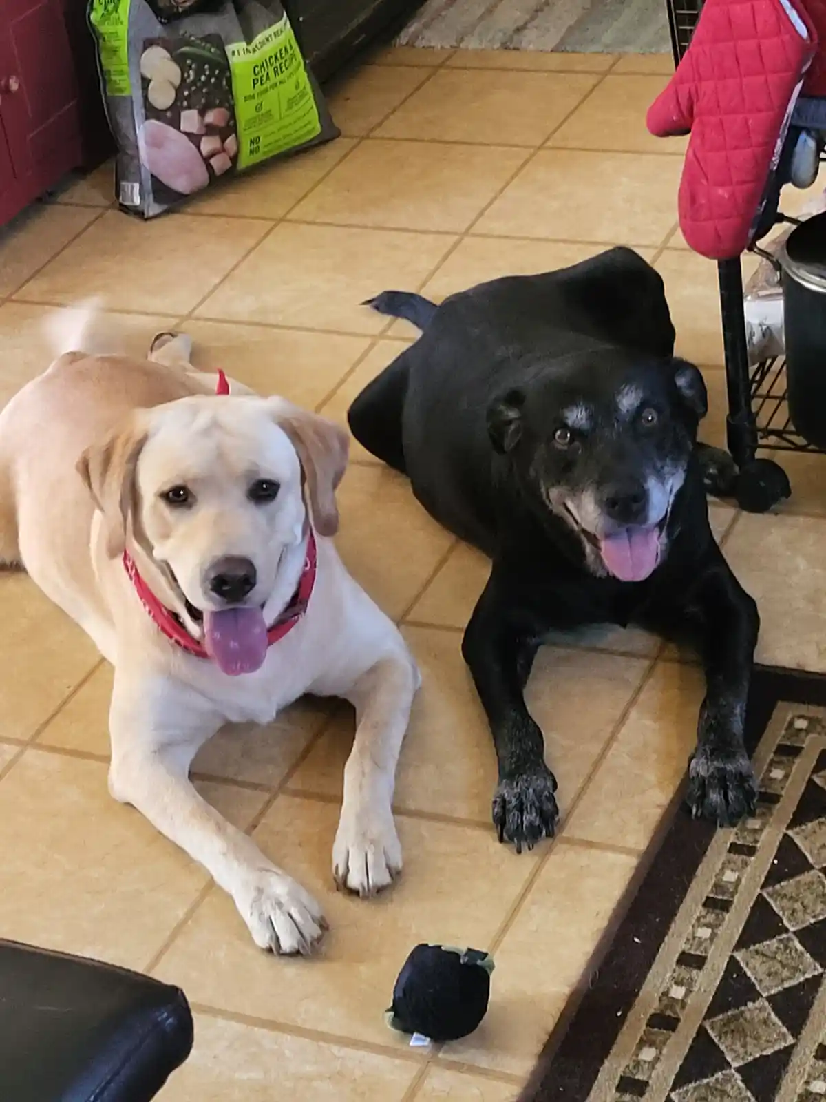 Two dogs lie on a tiled floor; a light-colored dog with a red bandana and a black dog with gray muzzle both have tongues…