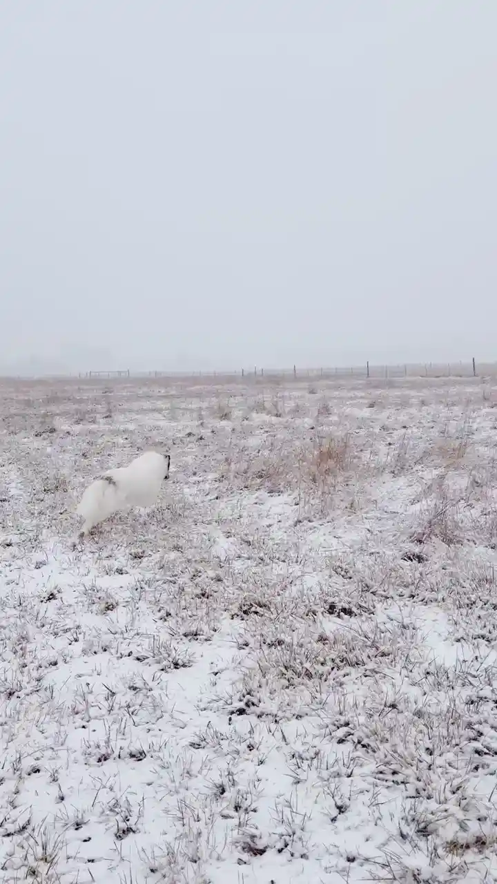 A white dog with black markings is captured mid-leap in a snowy field, its body arched as it jumps over snow-covered grass…