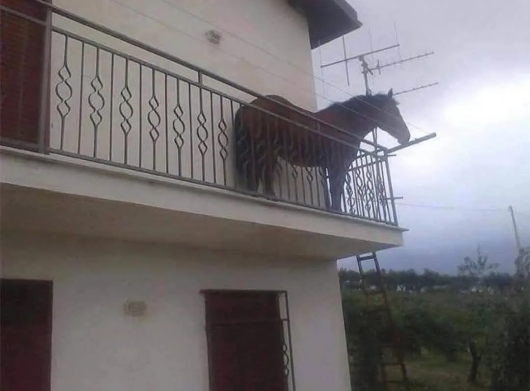 A brown horse stands on a residential balcony with ornate metal railings, looking out over a cloudy sky. A ladder leans…
