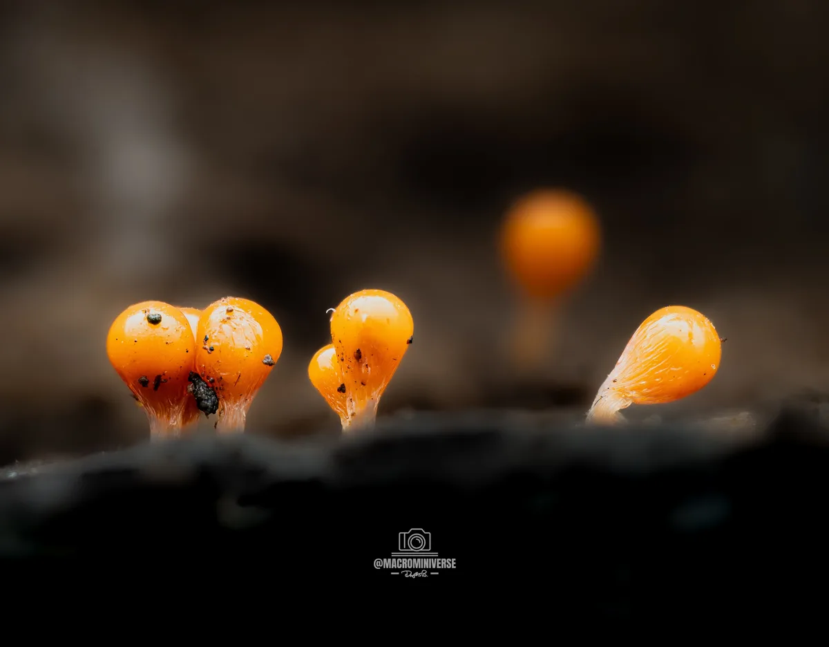 A macro photograph shows several small, bright orange, teardrop-shaped fungi emerging from dark soil. The fungi are glossy…