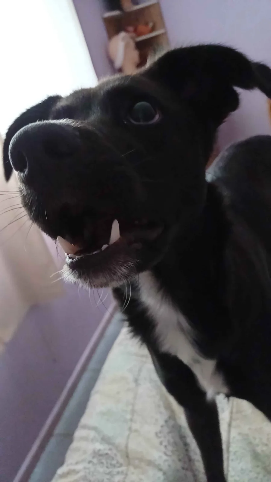 Adorable Alert: Meet the Cutest Dog Ever!