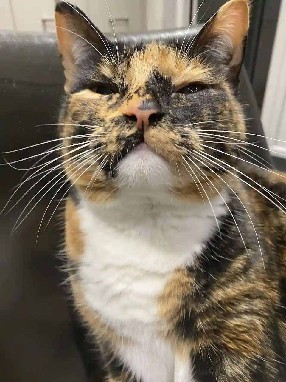 A close-up photo of a calico cat with black, orange, and white fur sitting on a dark leather chair, looking directly at the…