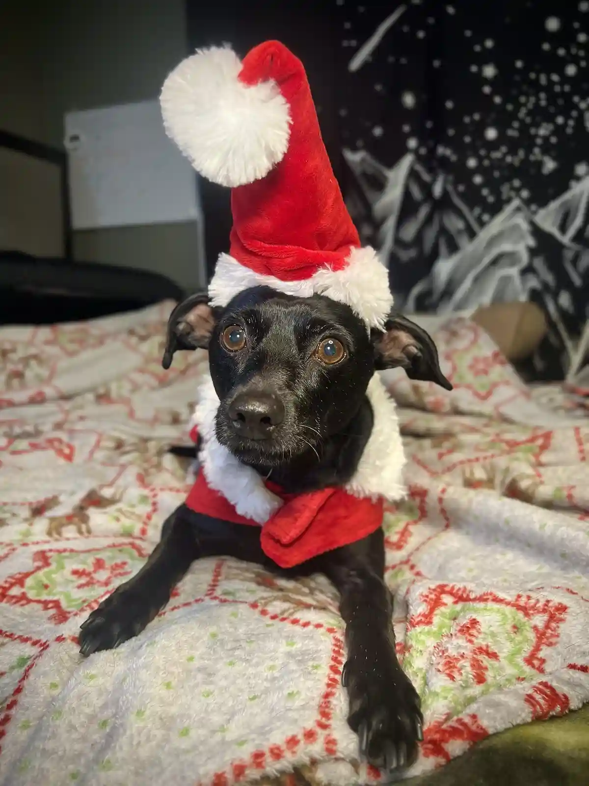Wishing You a Merry Pawmas from Buddy!