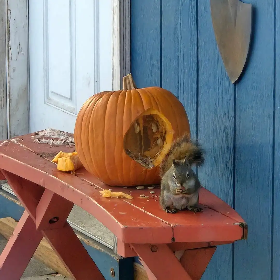 A squirrel sits on a red wooden bench next to a hollowed-out pumpkin, holding a seed in its paws and eating it. Pumpkin pulp…
