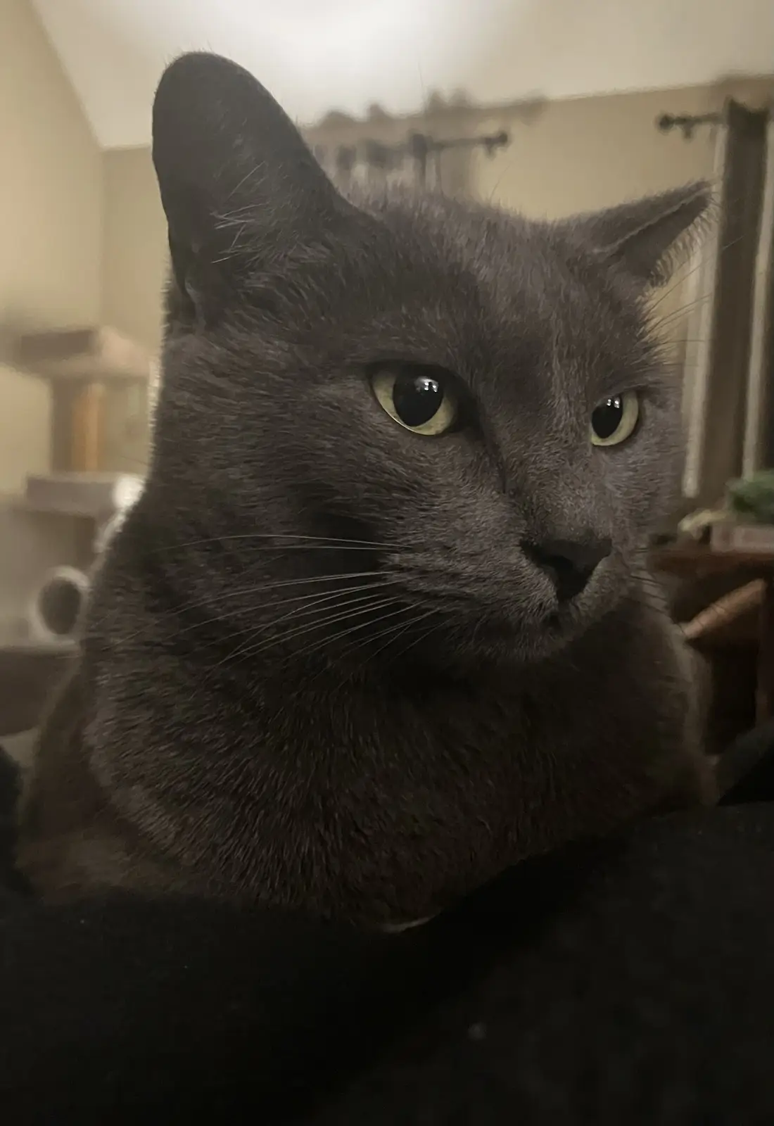A close-up photo of a gray cat with yellow-green eyes staring intently at the camera, its expression appearing stern and…