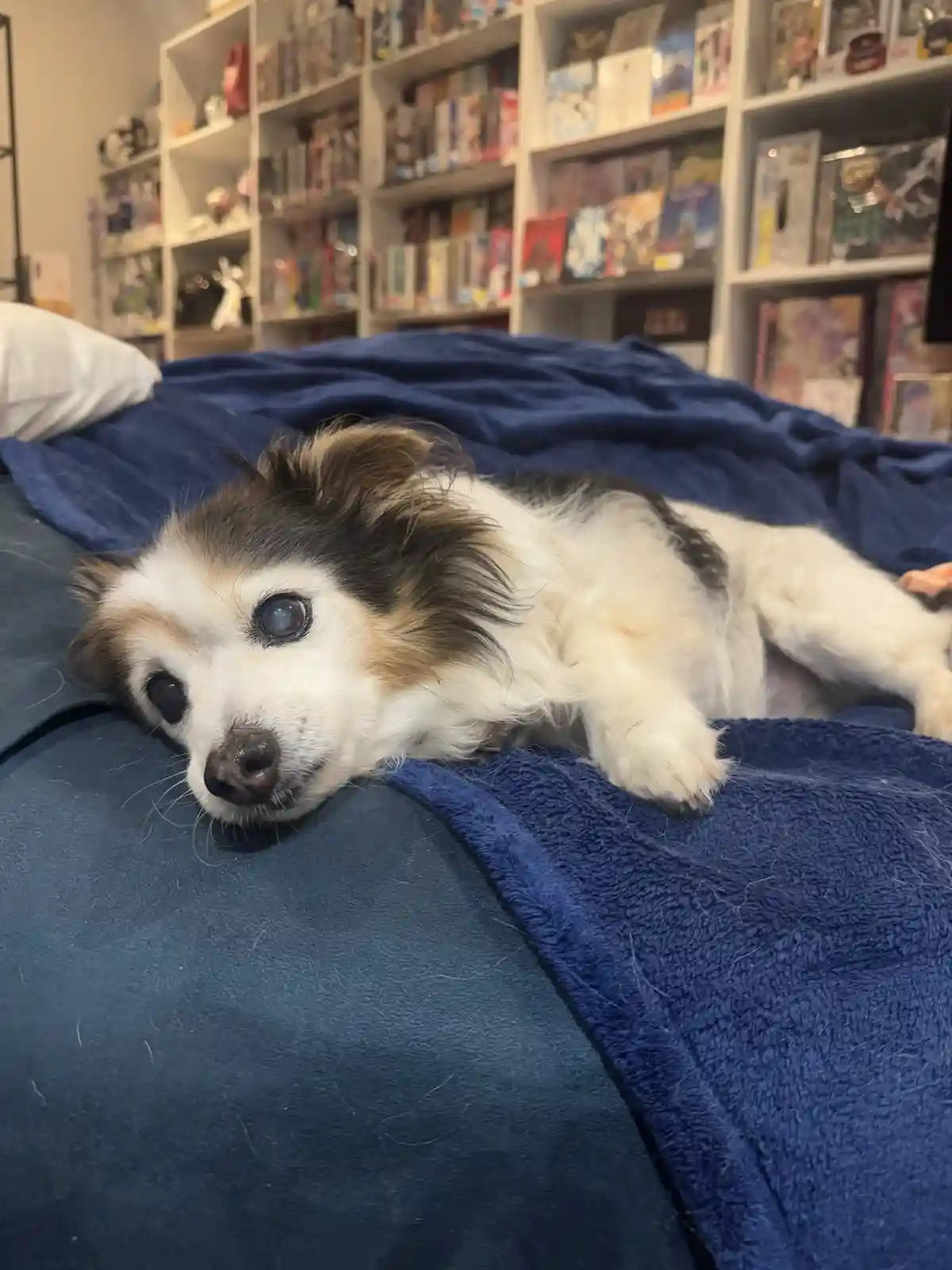 Daily Dose of My Dog Panko: A Photo Series