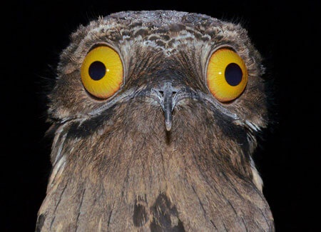 A close-up photo of a frogmouth bird with large, round, yellow eyes and a small beak, set against a black background. The…