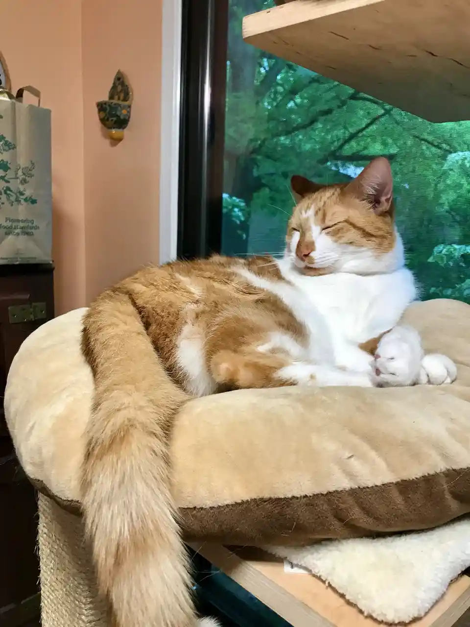 An orange and white cat is curled up sleeping on a plush cat bed placed on a wooden shelf near a window with green trees…