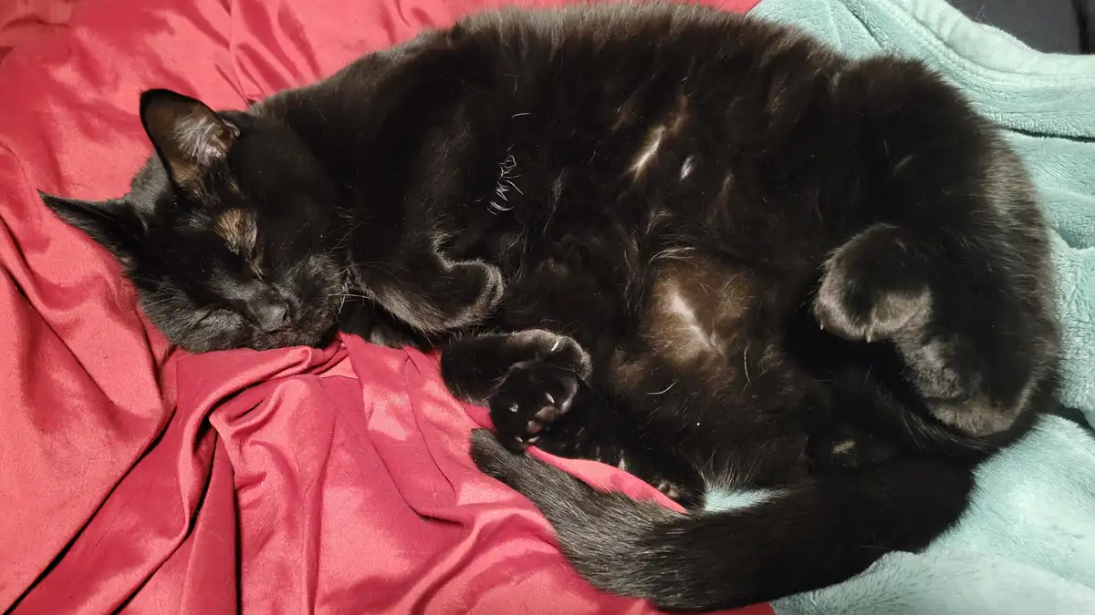 A black cat with some brown markings is curled up and sleeping soundly on a red blanket next to a light blue blanket. The…