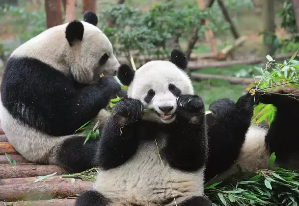 Two giant pandas are sitting on bamboo logs in a lush green enclosure, both eating bamboo. The panda in the foreground is…