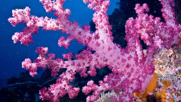 In the deep sea, a vibrant "carnation coral" blooms. This soft coral, a sea anemone-like colony of tiny polyps, has a…