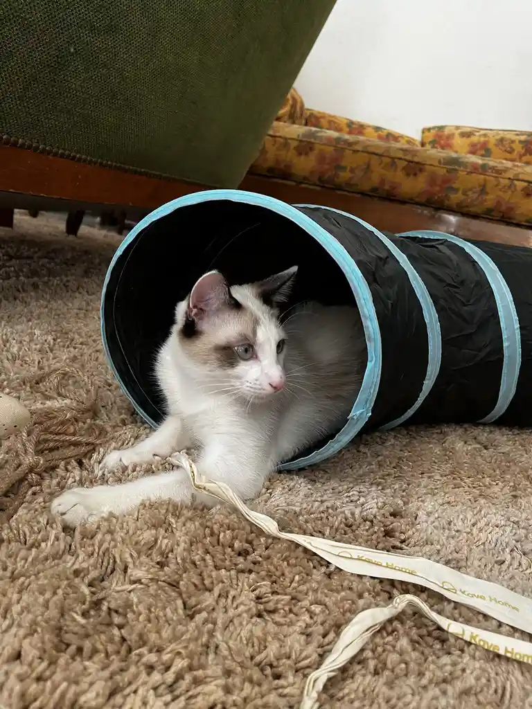 Capucin Sends Merry Christmas Greetings from His Cozy Tunnel