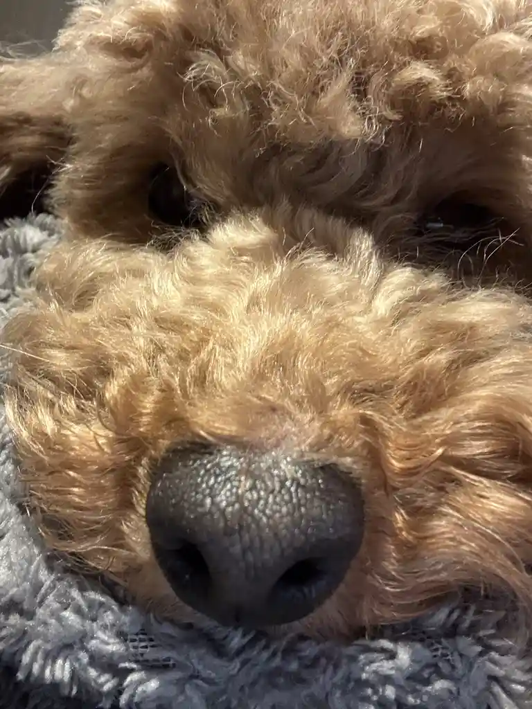 A close-up photo of a fluffy, light brown dog's face, with its nose and eyes visible as it rests on a grey textured blanket…