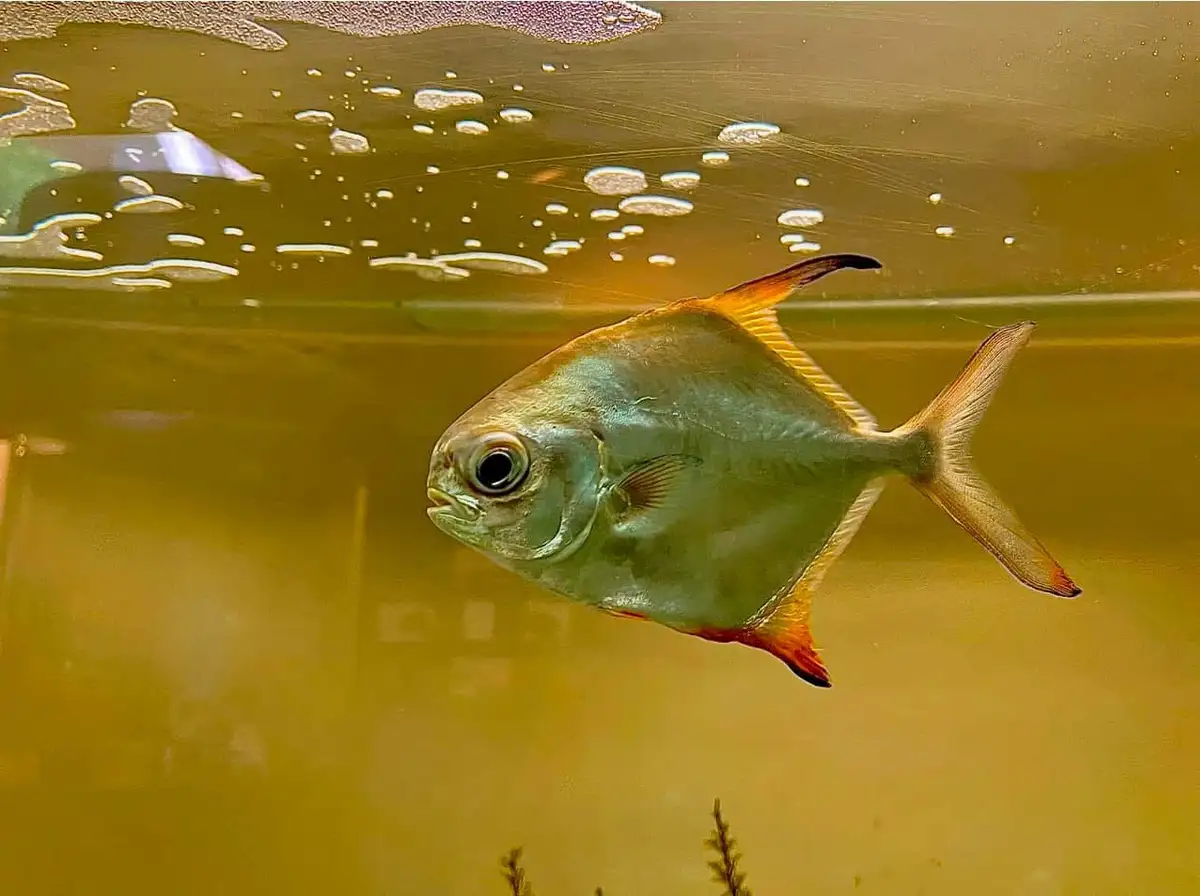 A silver fish with orange-tipped fins swims in murky yellow water, looking directly at the camera with a human-like…