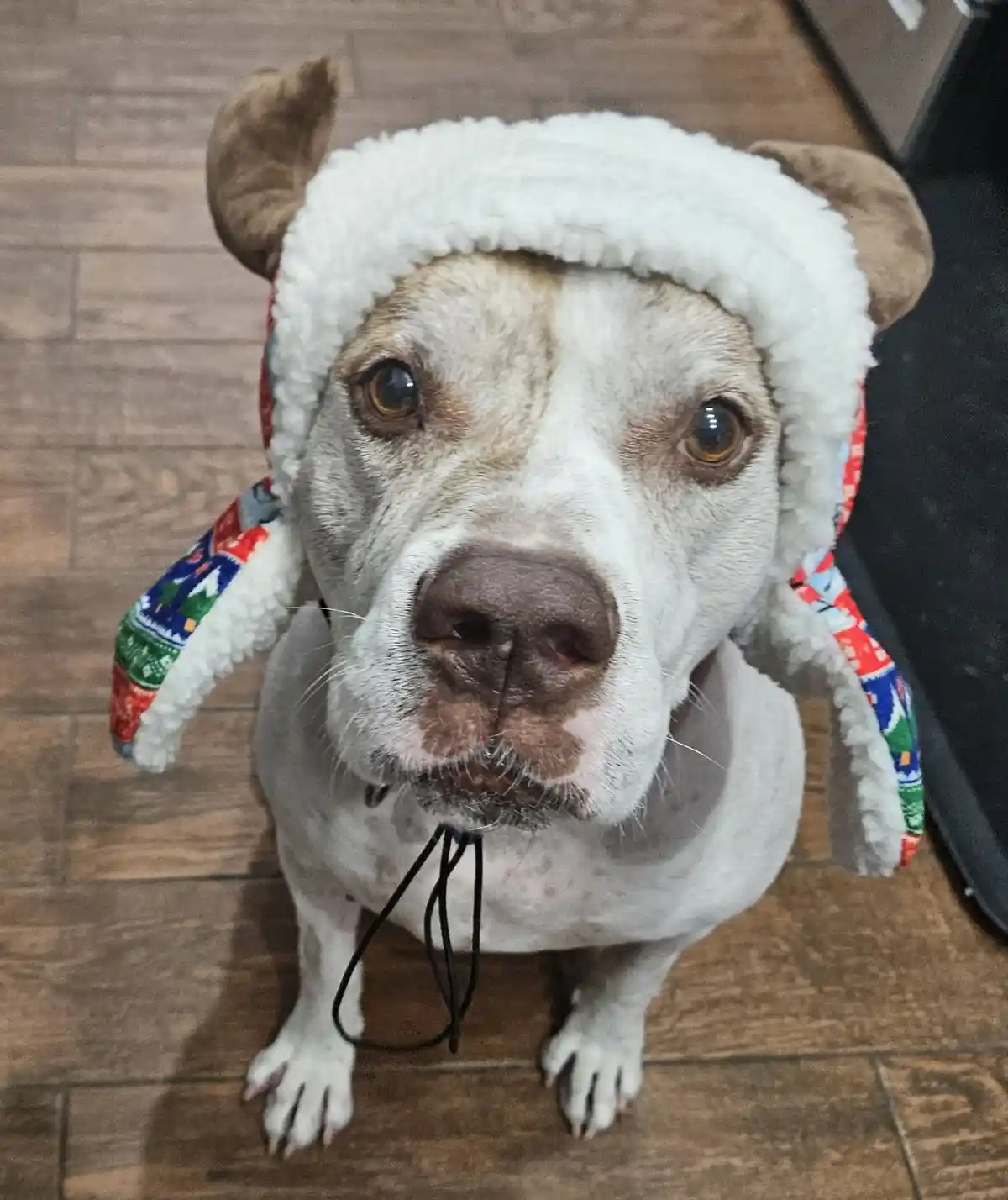 A white and tan dog with brown eyes sits on a wooden floor wearing a festive winter hat with ear flaps and a colorful…