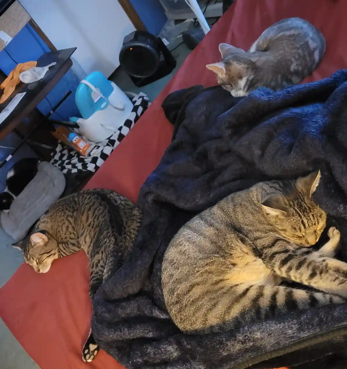 Three tabby cats are sleeping peacefully on a red couch covered with a dark blue blanket. One cat sleeps curled up on the…