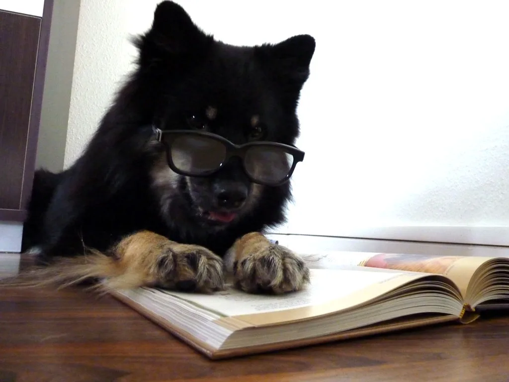 a fluffy black dog with tan paws wears oversized dark-rimmed glasses while lying on a wooden floor with its paws resting on…