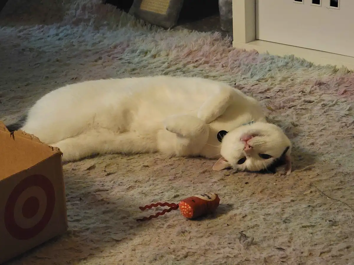 A white cat lies on its back on a shaggy rug, paws up, looking relaxed with a toy mouse and a Target-branded cardboard box…