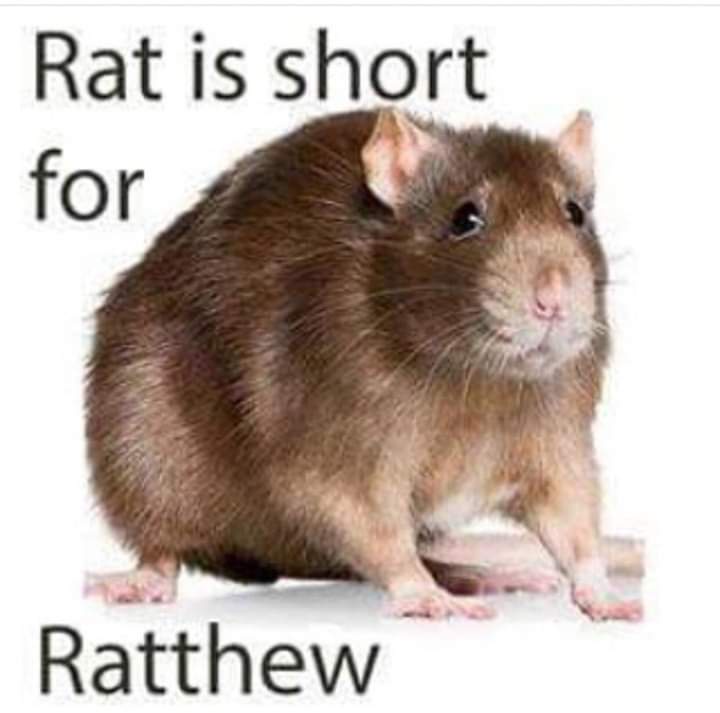 A brown rat with a round body and pink paws is shown against a plain white background. Text overlaid on the image reads 'Rat…