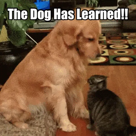 A golden retriever sits calmly beside a black tabby cat on a patterned rug, with the text 'The Dog Has Learned!!' overlaid…