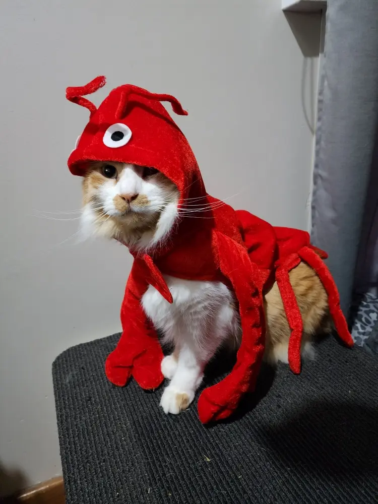 A fluffy orange and white cat sits on a dark textured surface, wearing a red plush lobster costume with antennae and claws…