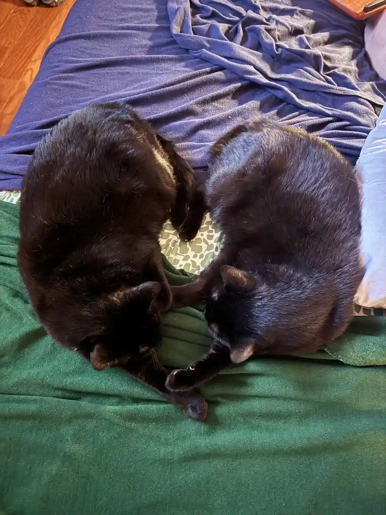 Two black cats are curled up on a bed with green and blue blankets, their paws touching in a heart shape. The image has text…