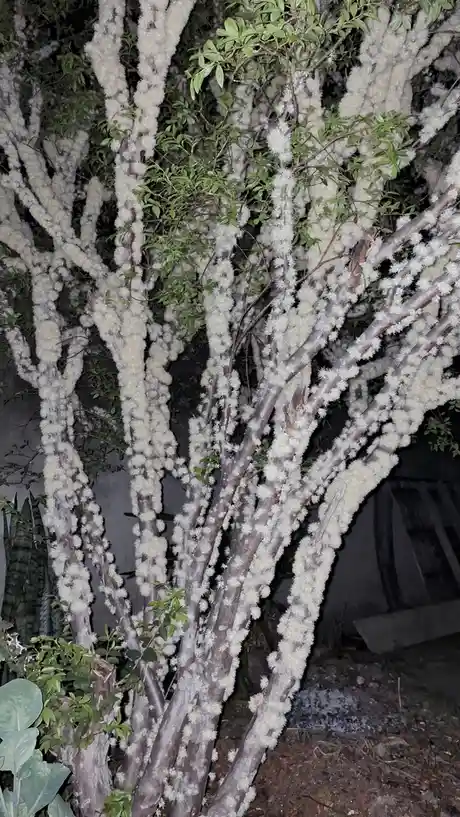 A nighttime photo of a tree or bush with numerous branches covered in dense, white, fuzzy clusters resembling cotton or…