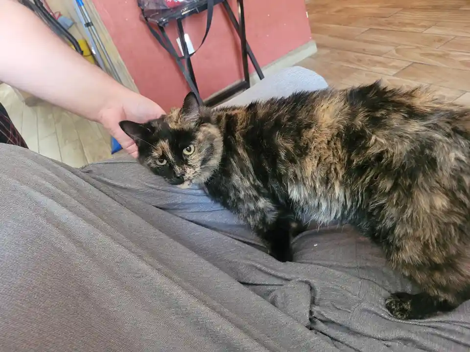 A tortoiseshell cat with black and orange fur sits on a person's lap, looking unimpressed as the person pets its head. The…