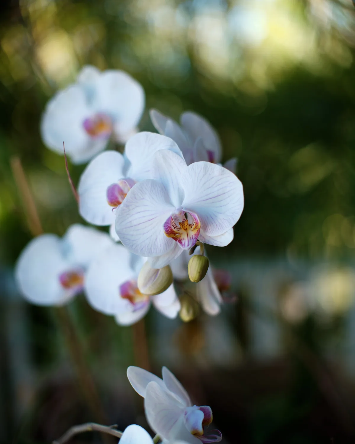 A close-up photograph of white orchids with purple veining and yellow centers, set against a blurred green and golden…