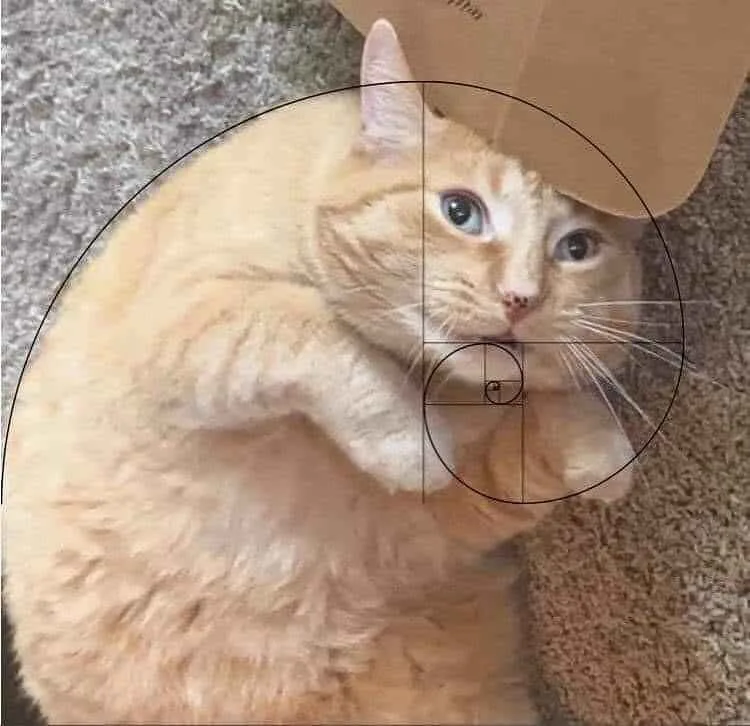 An orange tabby cat with blue eyes is lying on a carpet, looking up with a slightly confused expression. A golden spiral…
