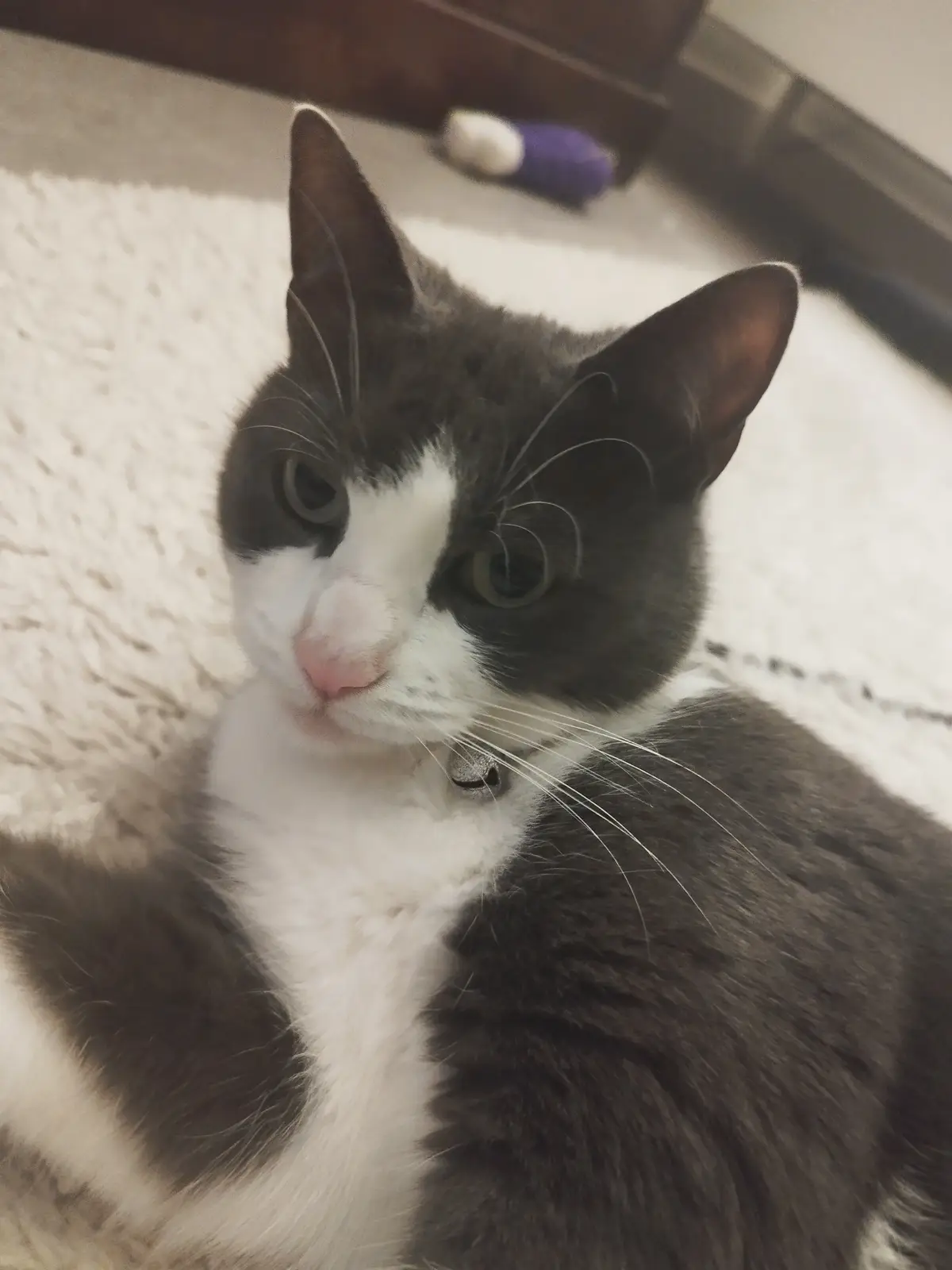 A close-up photo of a gray and white domestic cat lying on a fluffy white rug, looking directly at the camera with a…