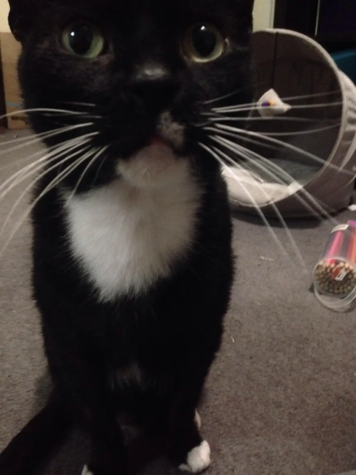 A close-up photo of a black cat with a white chest and paws, looking directly at the camera with wide eyes. The cat is…