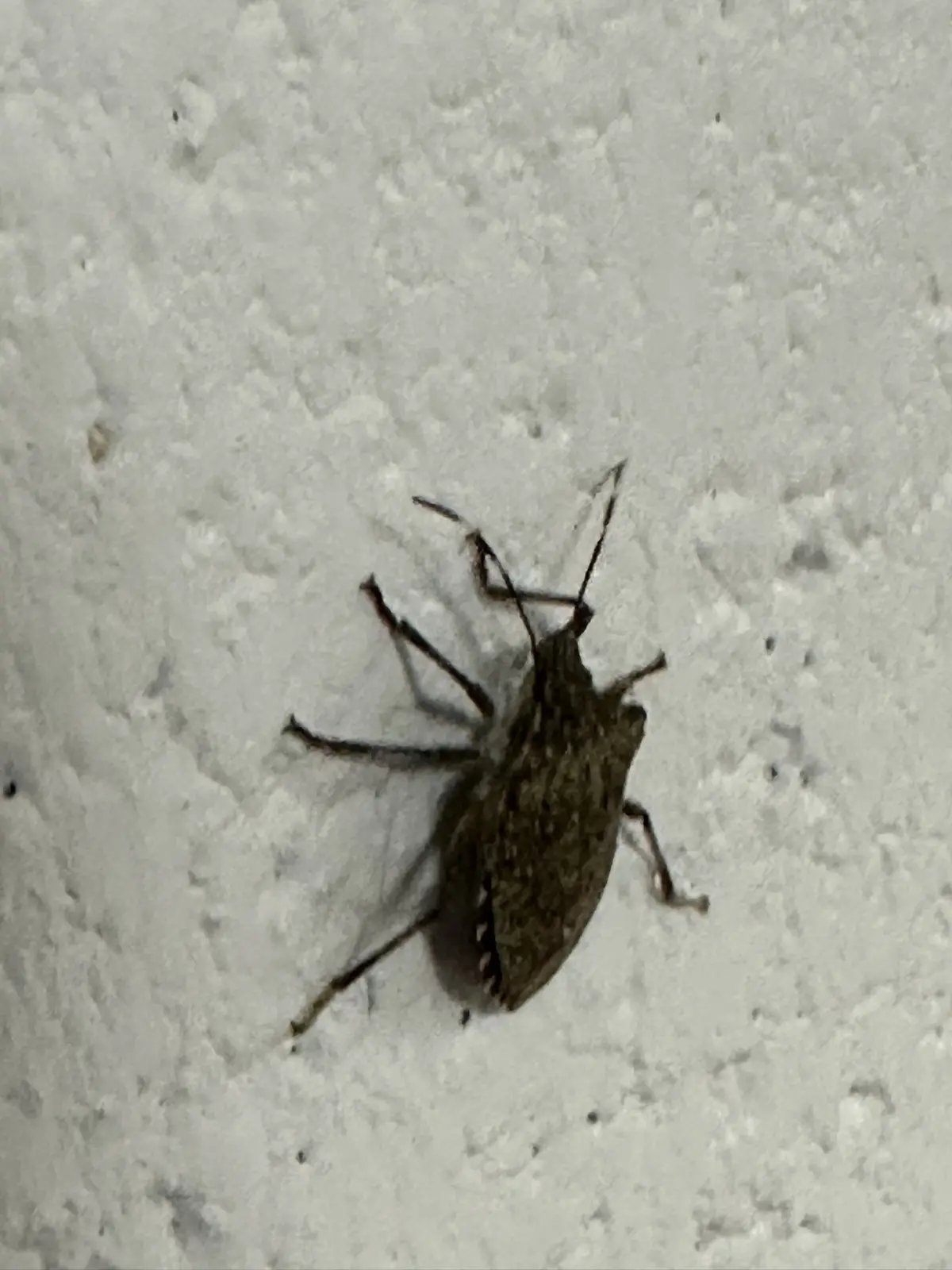 A close-up photo shows a brown, shield-shaped insect, likely a stink bug, crawling on a textured, light gray wall. The image…